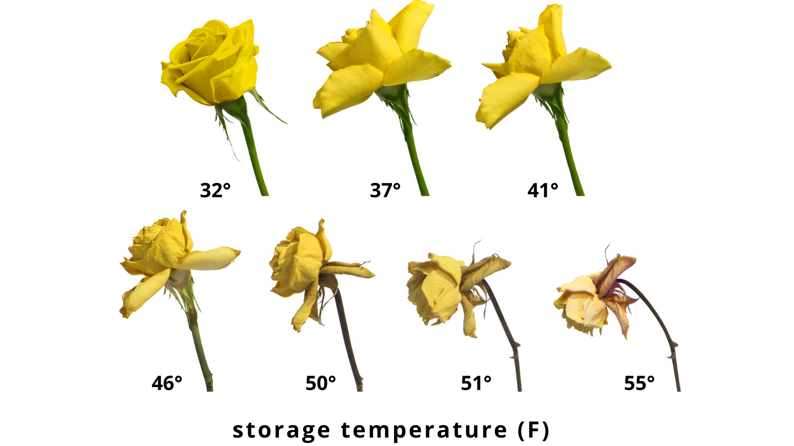 Keep Flowers Fresher for Longer Thermo King